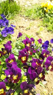�p���W�[