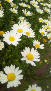 �t